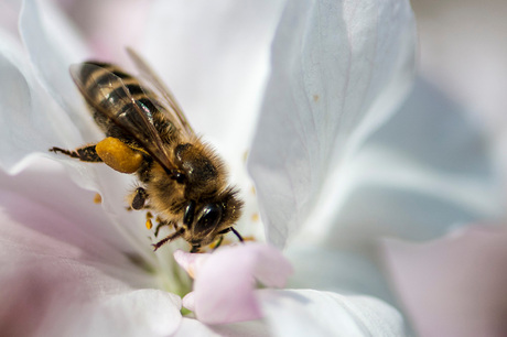 Bij in de Bloem