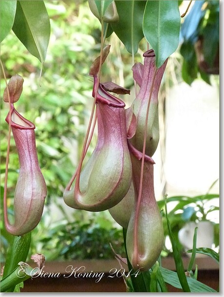 Nepenthes