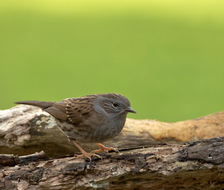 Heggenmus