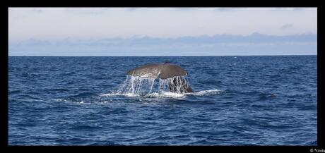 Whale @ New Zealand