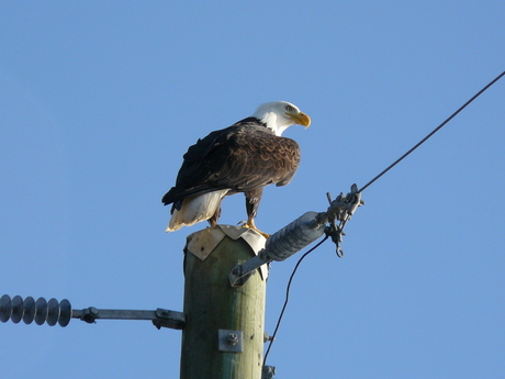 Canadian Eagle