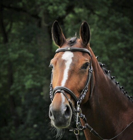 Tevreden paard.