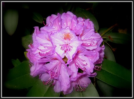 Rhododendron