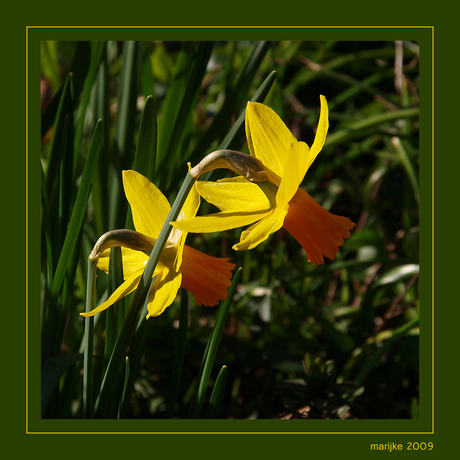 narcissen