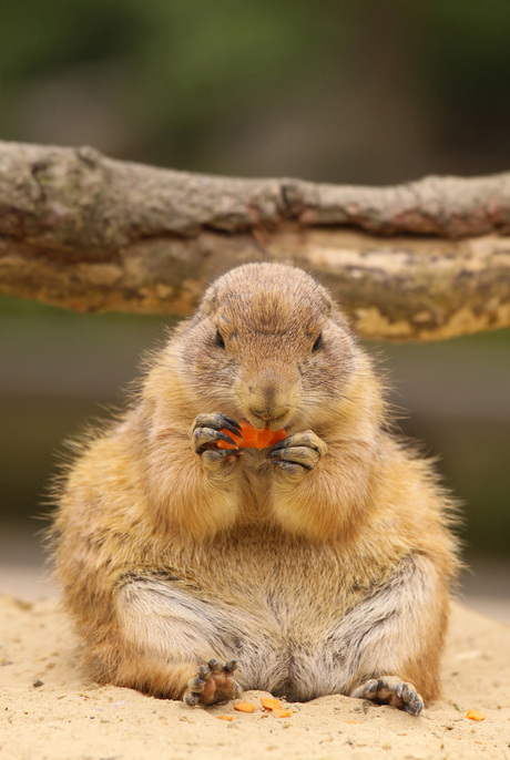 Prairie hondje eet een wortel