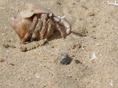Krab snuffelt op strand