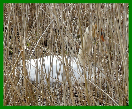 Zwaan op nest