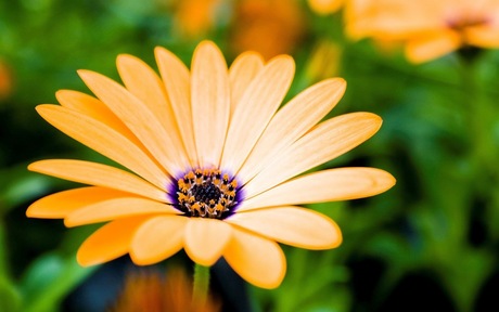 hd-bloemen-wallpaper-met-een-mooie-oranje-bloem-achtergrond-met-oranje-bloem-foto1