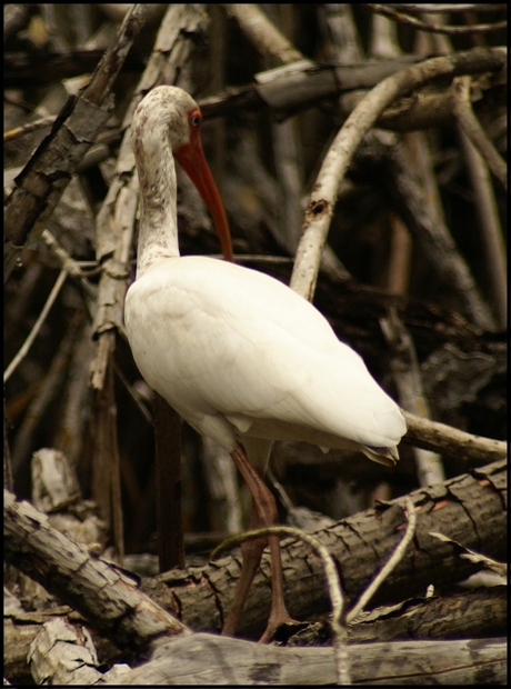 Ibis