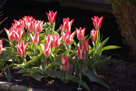 Tulpen in de voorjaarszon