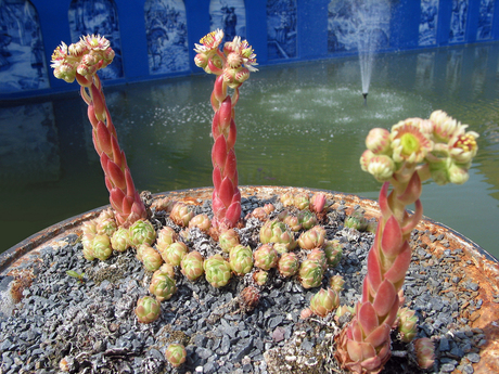 Cactussen in beeld