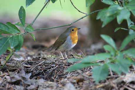 roodborst