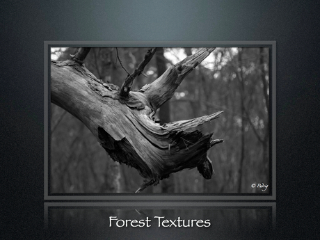 Forest Textures part1