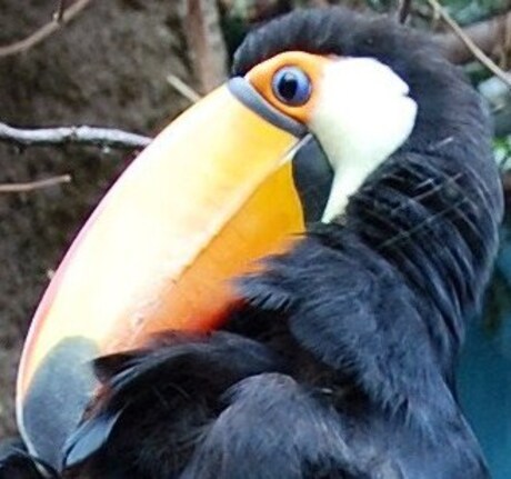 portret van een toucan