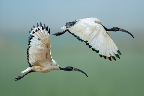 Ibis Race