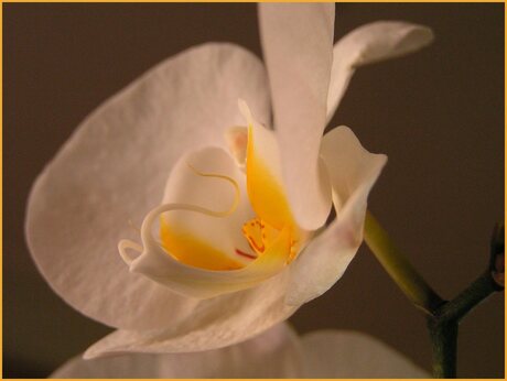 Witte orchidee