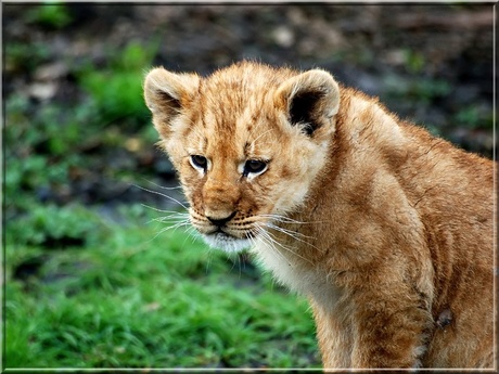 Leeuwenwelpje (3 maand)(4)