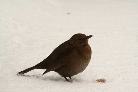 Merel in de sneeuw