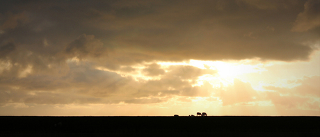 schapen op de dijk in friesland