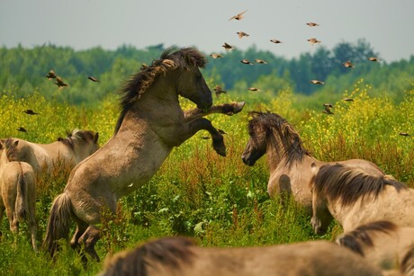 Konikpaarden op de Oostvaardersplassen