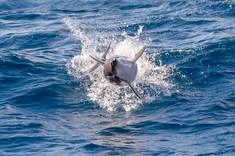 White striped dolphin