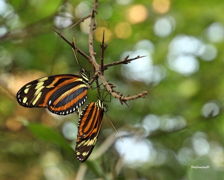 Monarchvlinders (parend)