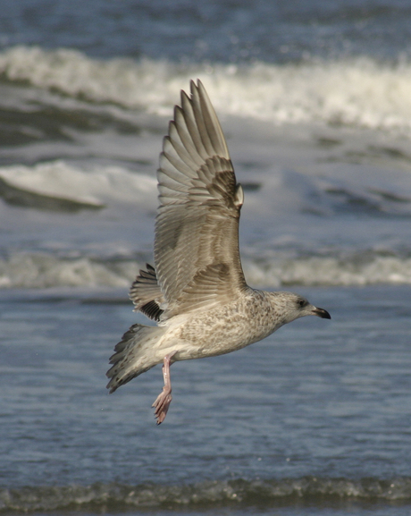 Een texel meeuw en in de wind.