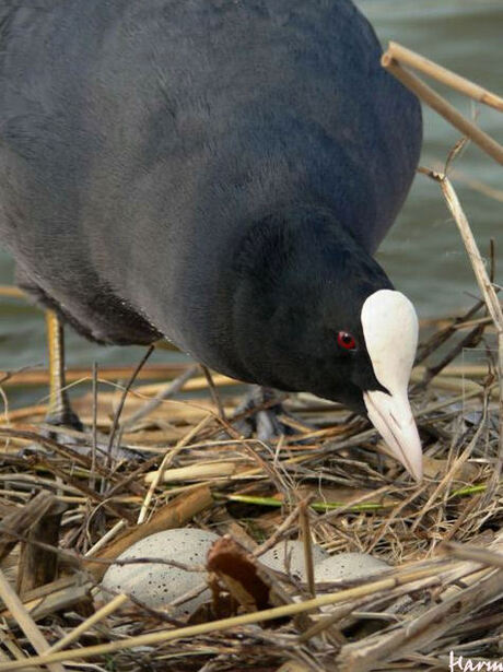Blijf van mijn nest.
