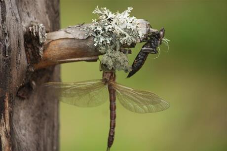 Libelle ontwaakt