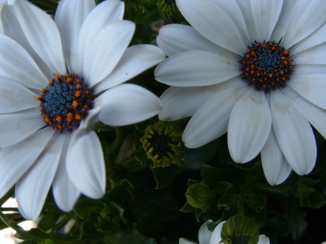White flower(2)