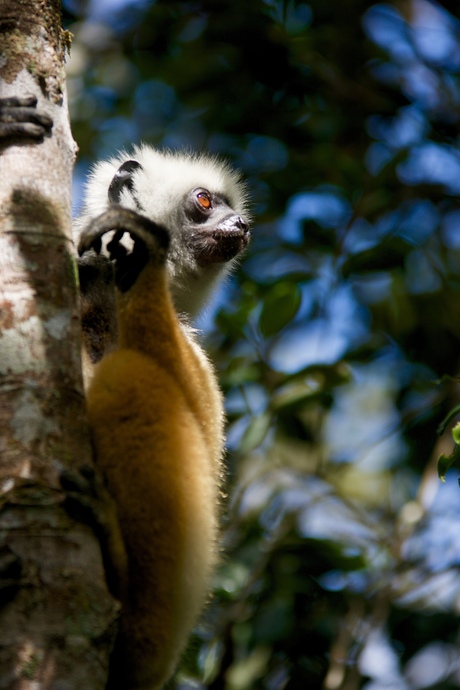 diadeemsifaka of gewoon een soort maki