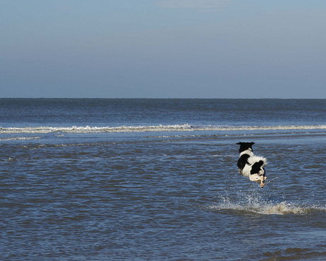 Jumping Dog