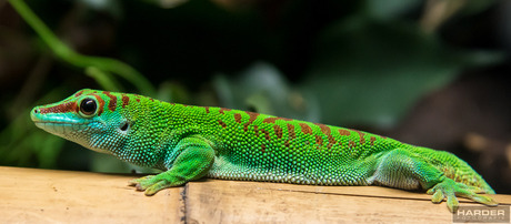 Madagaskar Daggekko