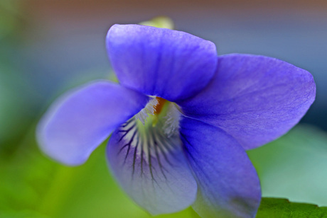 Blauw viooltje