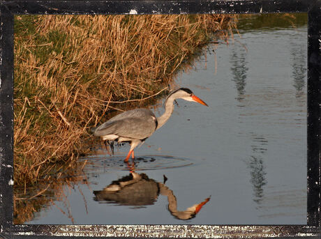 2 reigers!