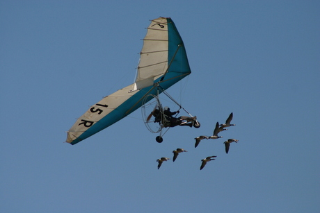 Flying with birds