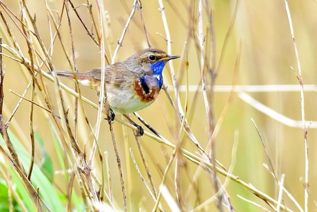 Blauwborst