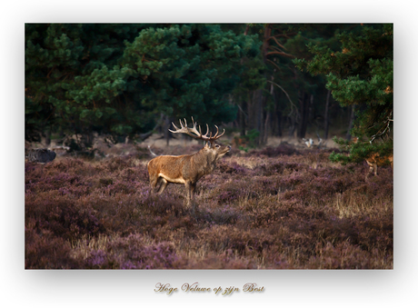 Veluwe