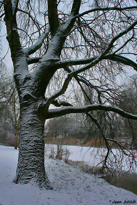 De winterboom