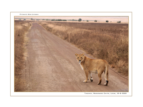 Lion, Ngorongoro Crater