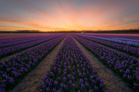 Endless Flowers