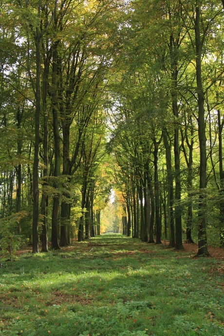 Laan in Soelense bos.