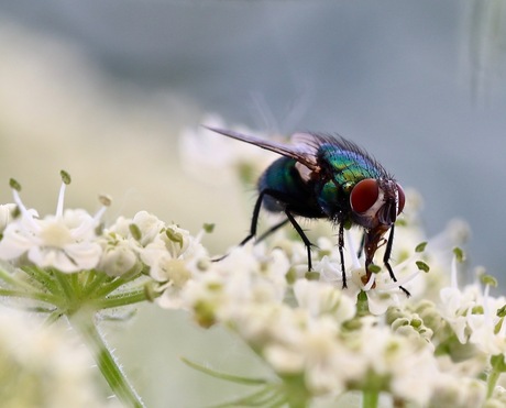 colorful fly