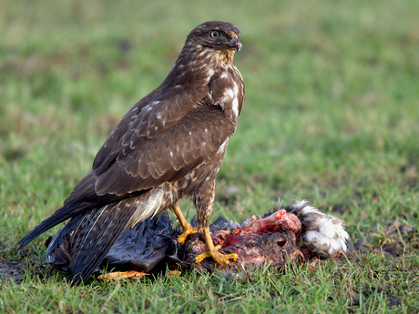 Buizerd