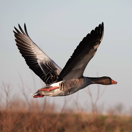 Opstijgende gans