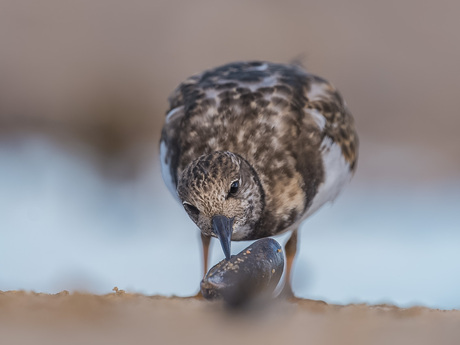 Oog in oog met de Steenloper