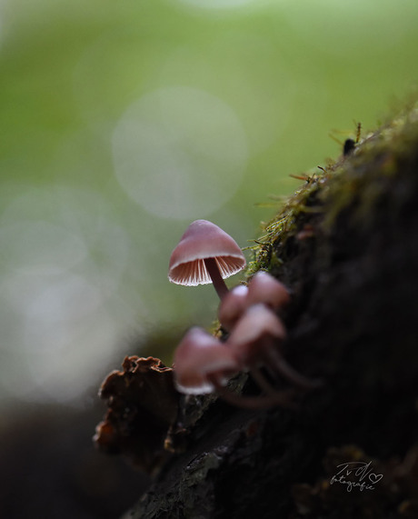 Bokeh Mushroom