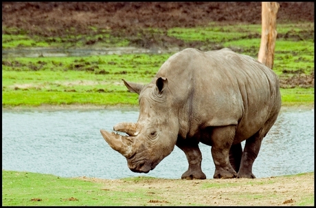 Rhino