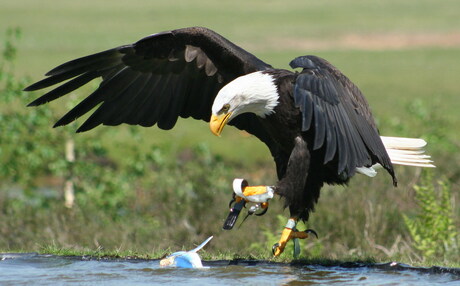 Zeearend in actie