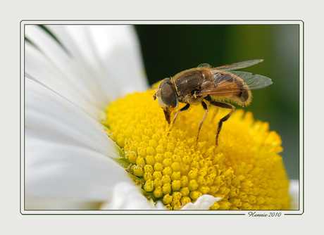 Puur natuur